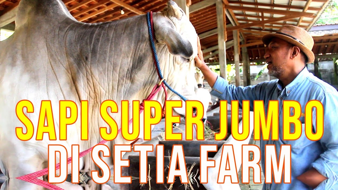 
                                 Koleksi-Sapi-Super-Jumbo-Setia-Farm.jpg